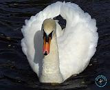 Mute Swan 9P052D-012